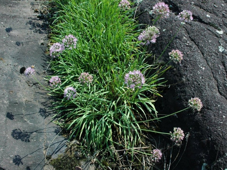 Allium cfr.lusitanicum